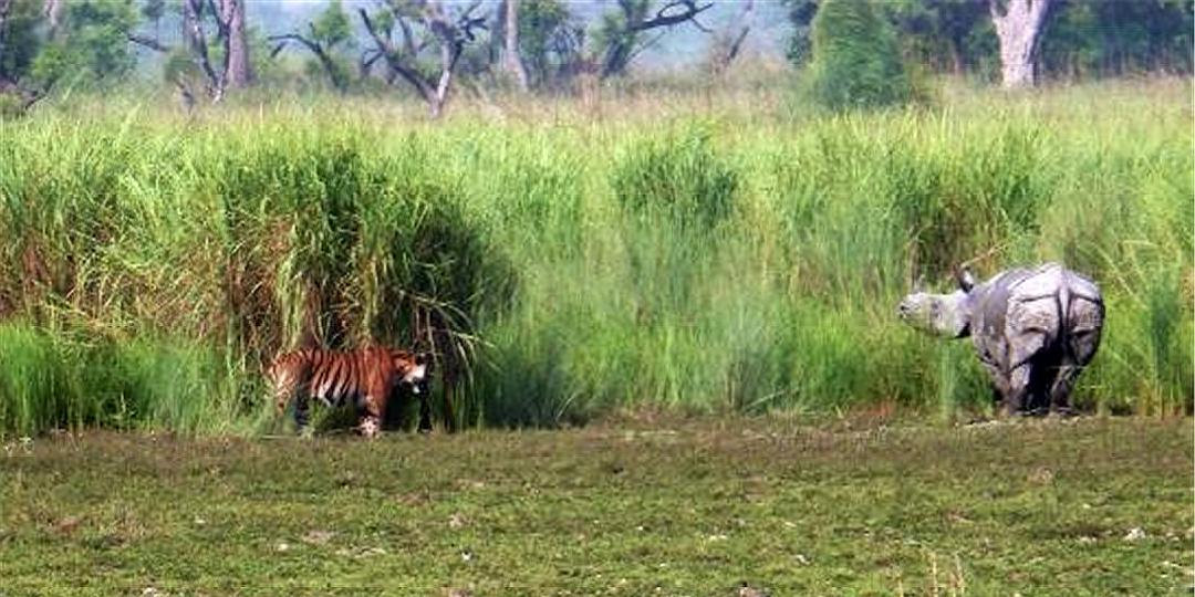 多少只鬣狗可以打败一头雄狮,一只雄狮能同时迎战多少条斑鬣狗