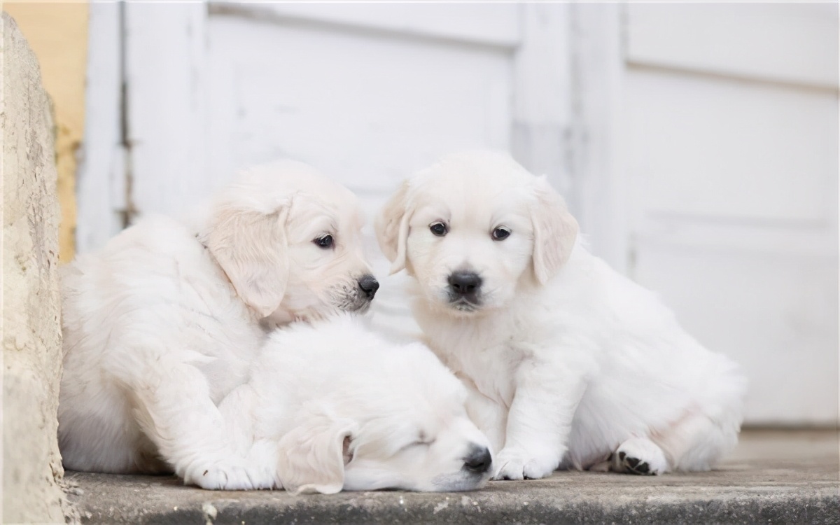 狗狗不能吃的5种健康蔬菜要谨慎,盘点狗狗不能吃的几大水果