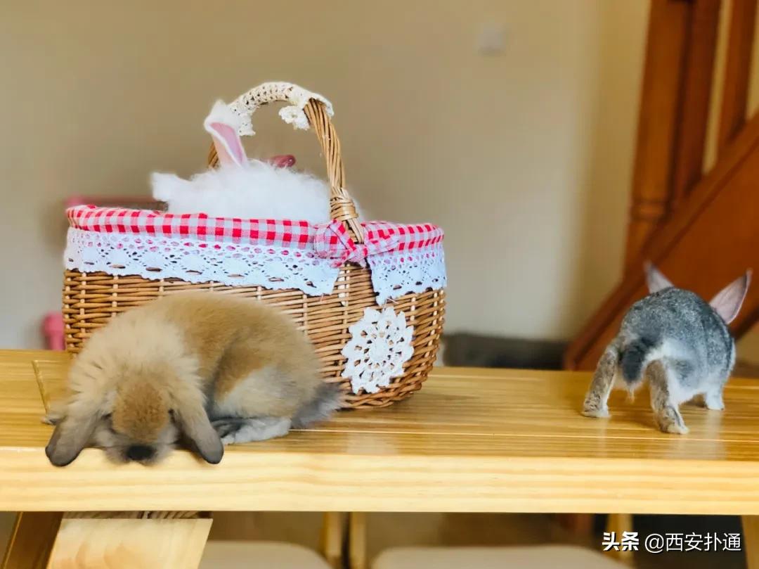 西安有哪些可以撸兔子的店,西安撸兔子的店