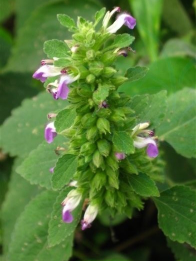 能够防风的植物有什么特点,防风植物长什么样子