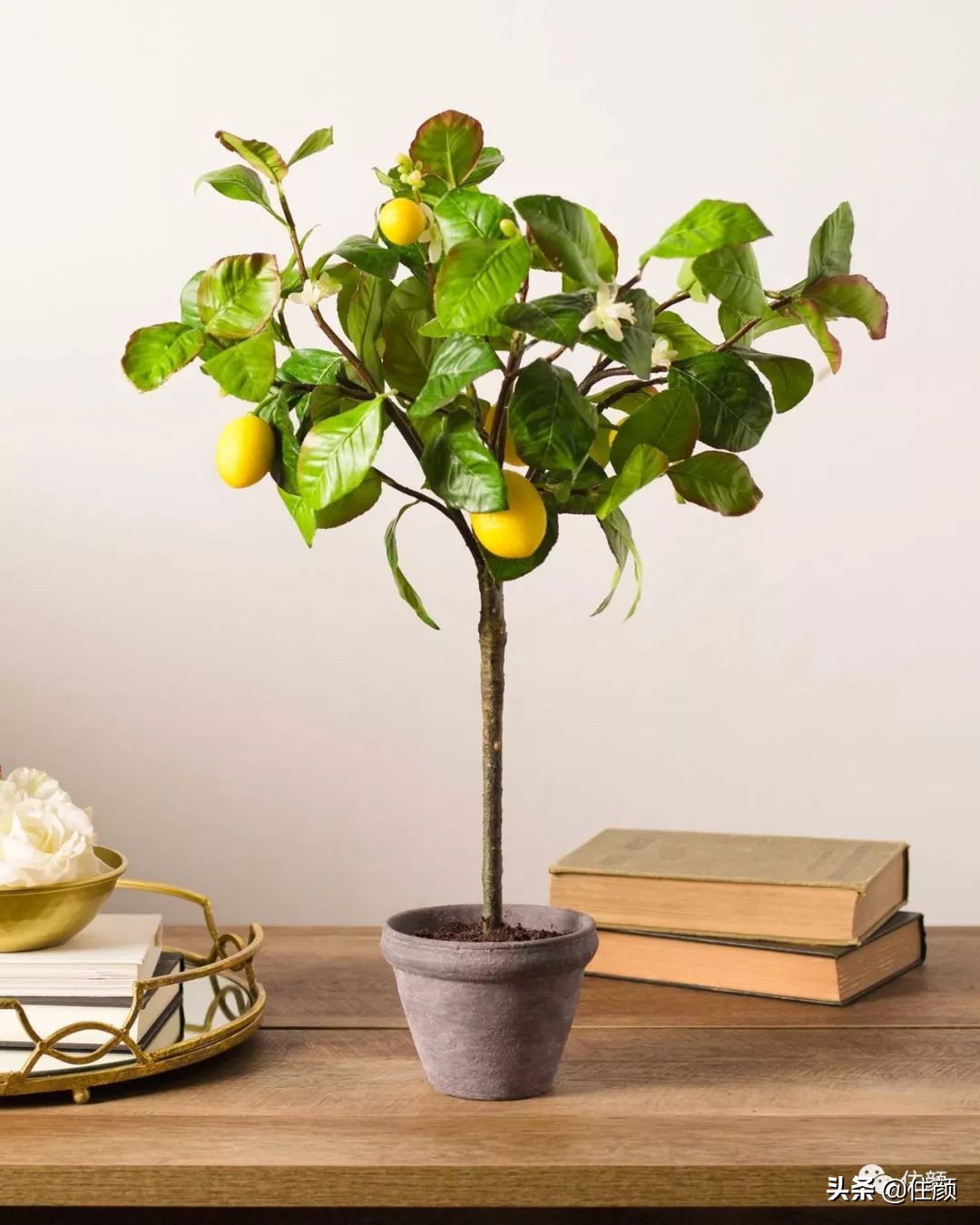 柠檬树装饰材料,柠檬树家居用品