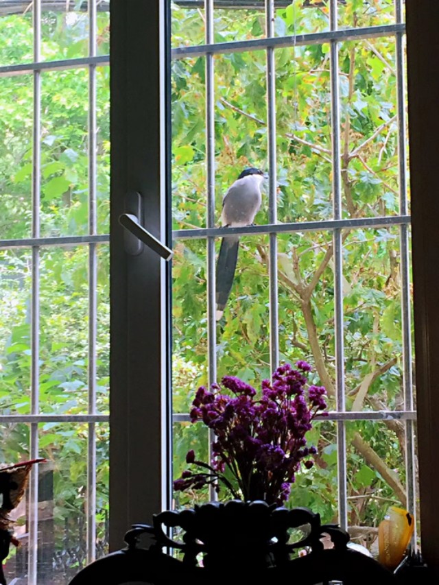 家里来灰喜鹊好吗,灰喜鹊什么季节出现