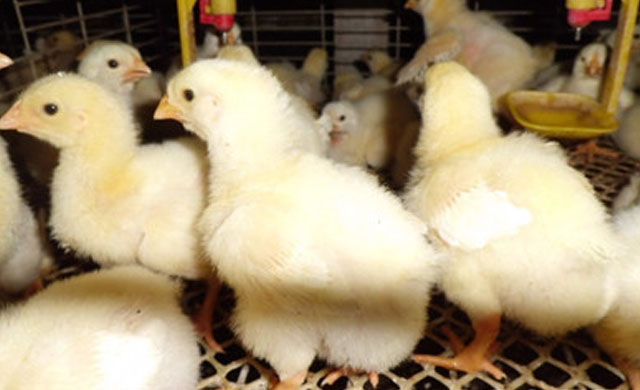 一两斤的小鸡拉血怎么回事,小鸡崽拉血便该用什么药