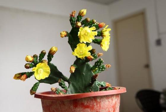 所有过期药片都能养花吗,药片过期还有效吗