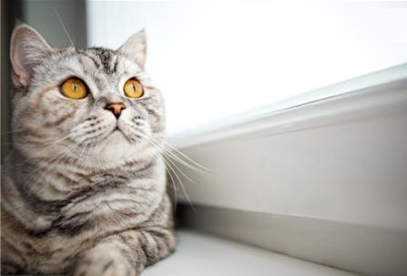 猫咪会得什么病呢,猫咪会得肝炎怎么回事