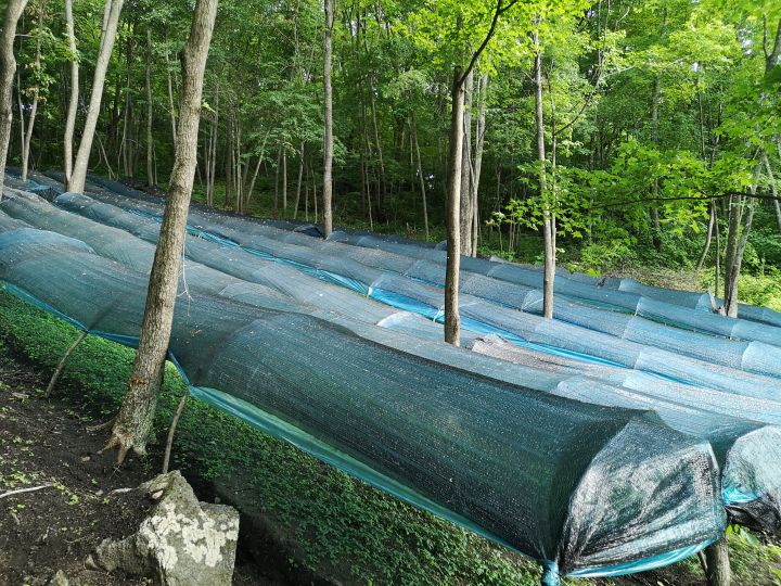 同仁堂的人参质量怎么样，国内哪个牌子的人参信得过？