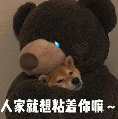 适合懒人养的狗,懒人养狗的最佳方法