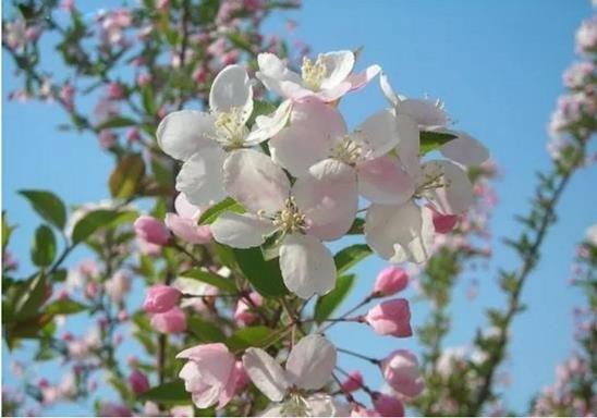 庭院常见的吉祥树,一