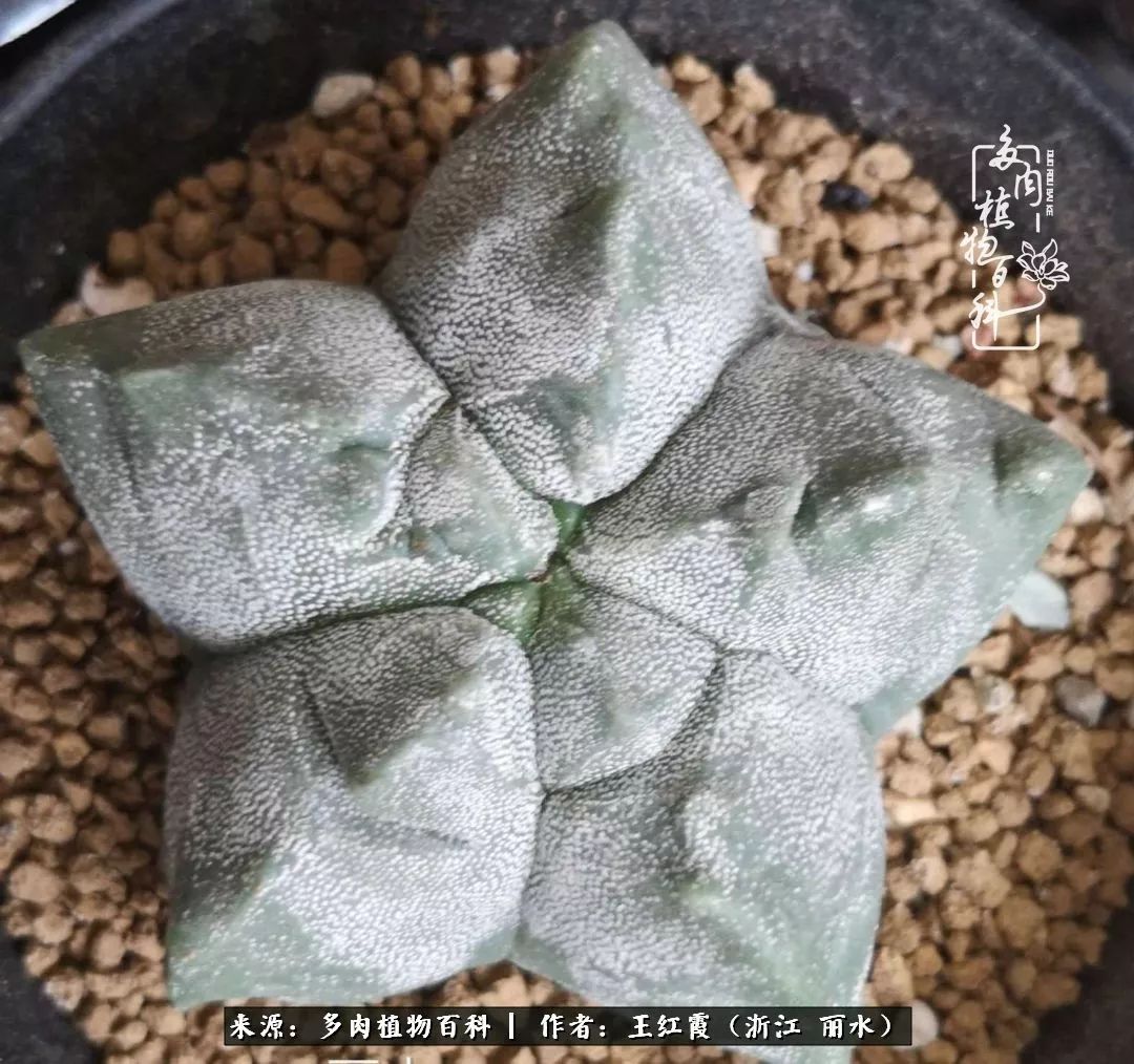 仙人球露养条件,仙人球的露养方法