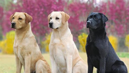 拉布拉多怎么样养最省钱,怎么把拉布拉多养得非常健康