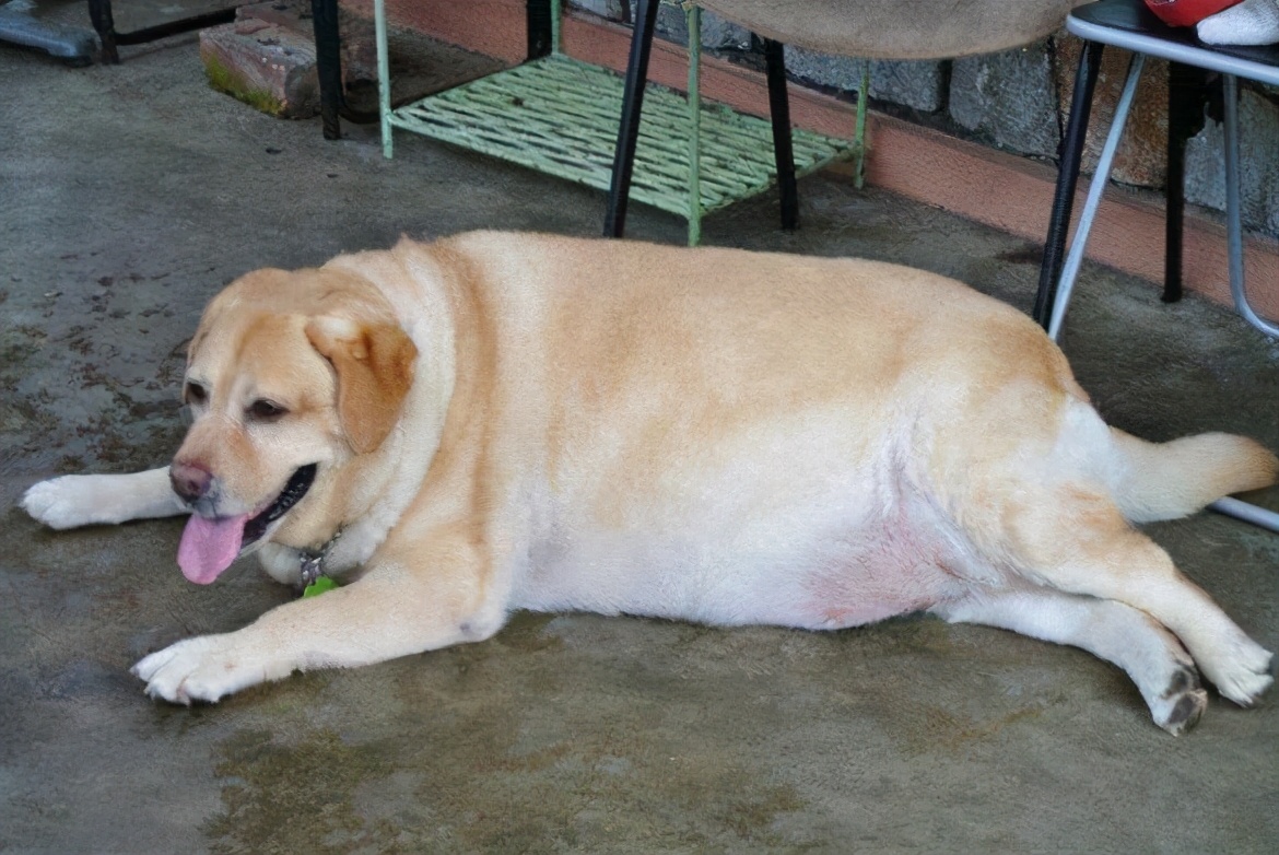 拉布拉多幼犬被骗,拉布拉多犬被骗