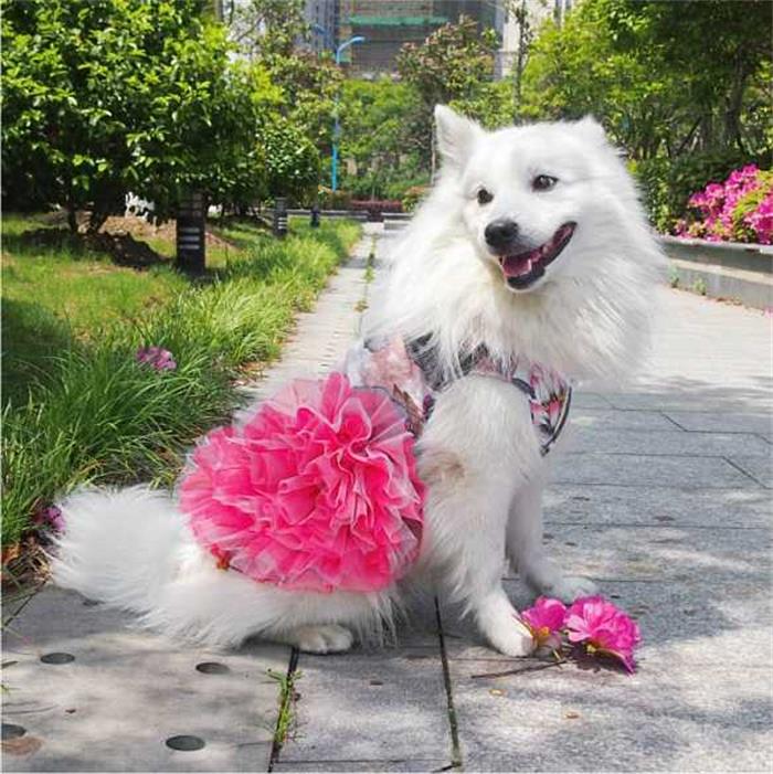 萨摩耶拆家,萨摩耶为什么这么会拆家