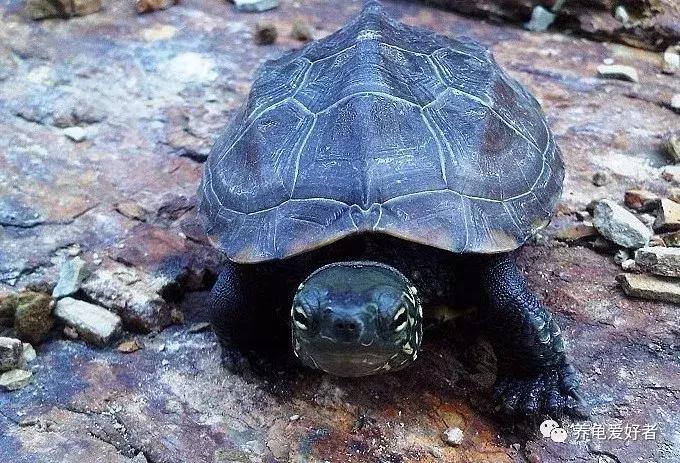 硝化菌粉末的激活培养方法,不加硝化菌液多久能培养成功