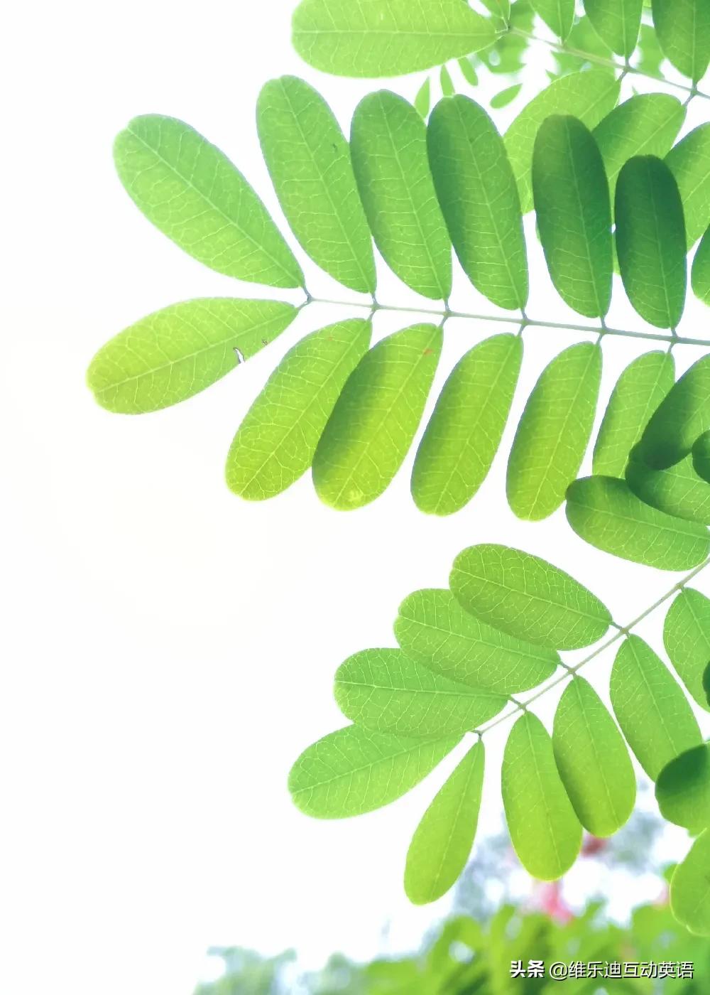 植树节的英文所有表达,植树节的英文短语