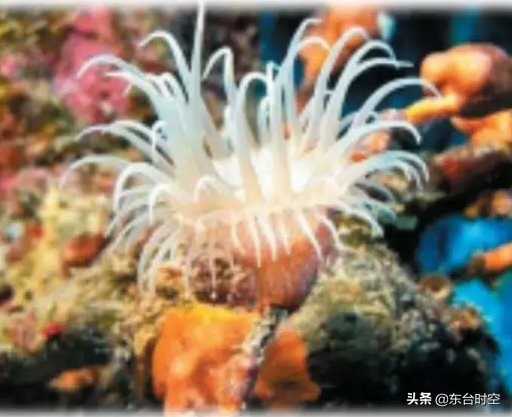 盐城东台海景,东台的海好看么