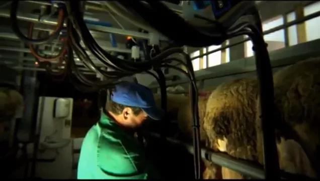 奶酪哪一款口味比较好,哪个品牌的奶酪比较好吃