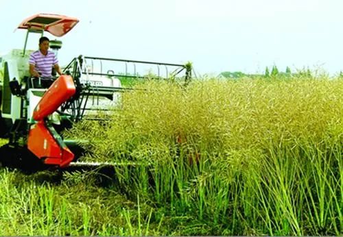 五月绿洲,六月的绿洲