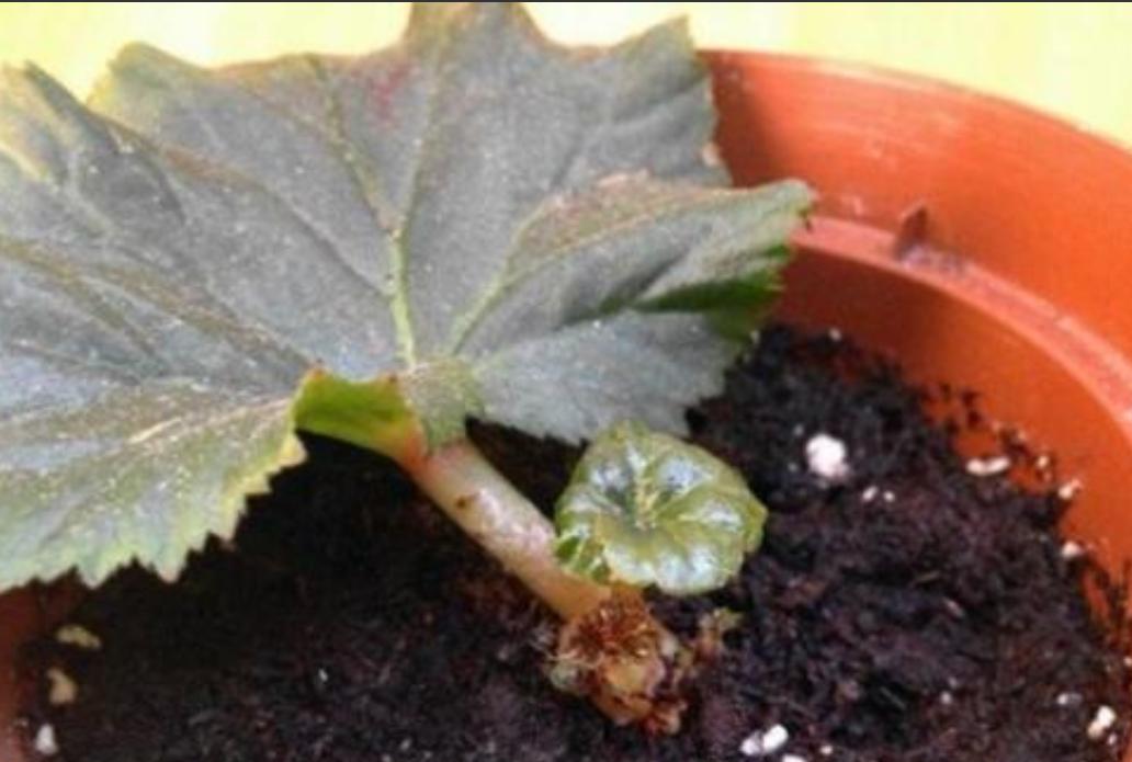 丽格海棠好看不好养?掌握正确的养殖技巧,叶绿花红养得久