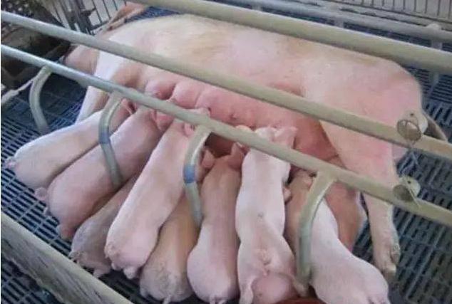 母猪奶水少吃啥偏方,母猪奶水少仔猪有什么症状