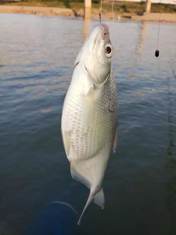 本汀金迦潘求败7米2,本汀金迦潘引领实测