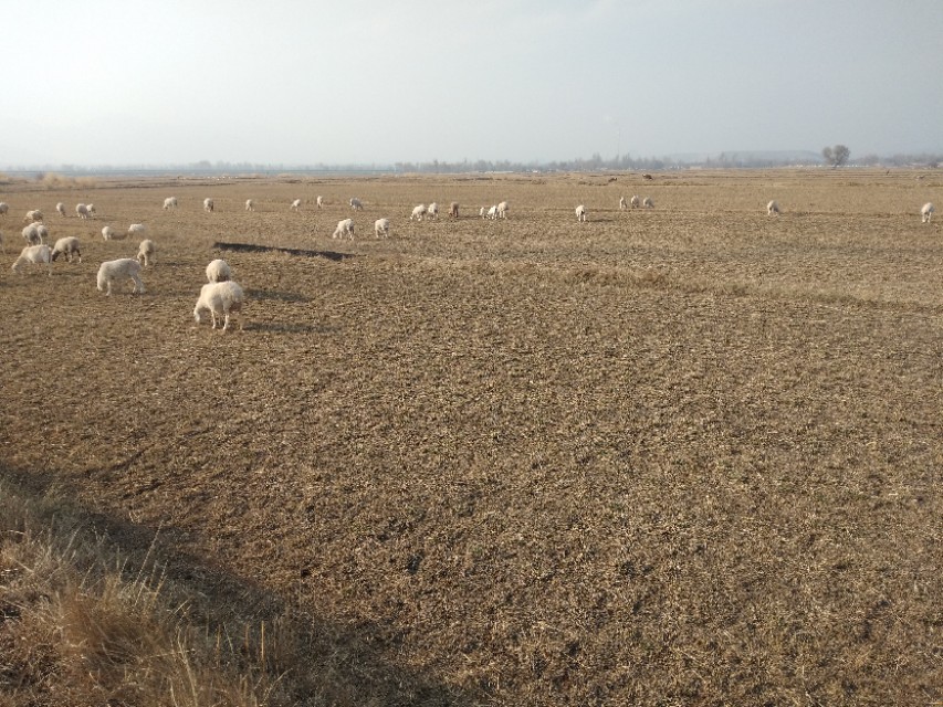 未来十年养羊的前景,养羊未来5年前景