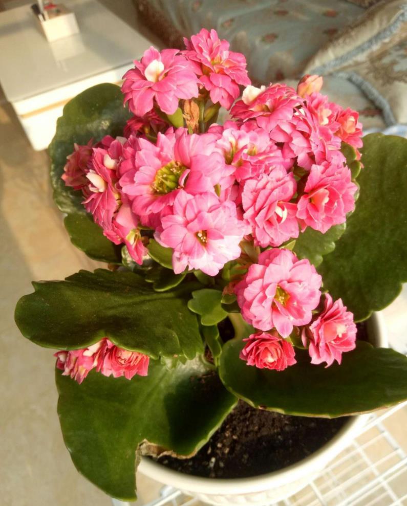 养长寿花选择什么颜色的花盆好看,长寿花推荐五种好看好养的品种