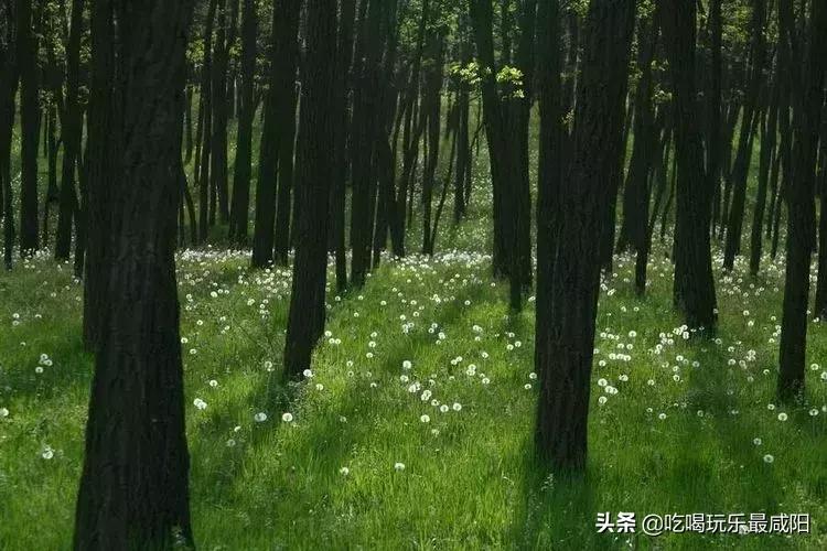 陕西哪三个县被评为天然氧吧,陕西中国天然氧吧之城