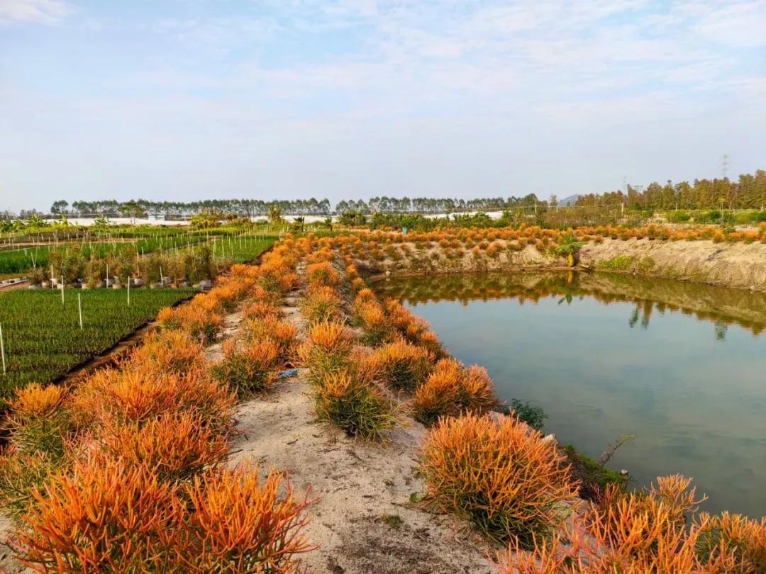花园庭院设计花卉园艺,花园搭配的草类植物