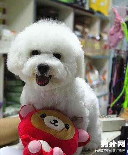 可爱到爆炸的比熊,比熊幼崽萌化了图片