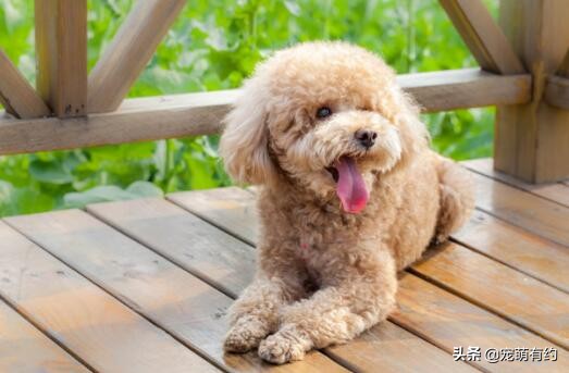 泰迪消化不良,泰迪消化不良的原因