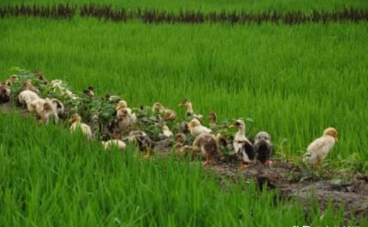 有机农业到底该怎么做呢,有机农业的困境和出路