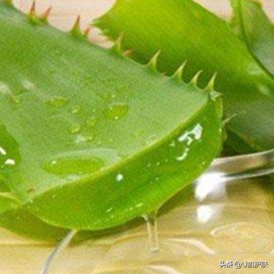 芦荟100种使用方法,芦荟的10个小妙招