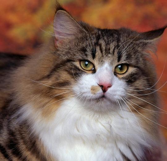 猫抓伤咬伤了要不要打狂犬疫苗,猫抓伤和咬伤得狂犬病的几率