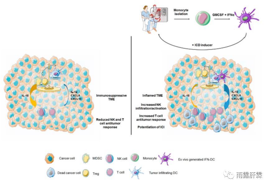 干扰素对肿瘤细胞的影响,i型干扰素活化t细胞