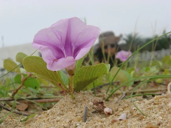 一个人在海边玩一天,一个人在海边怎么玩