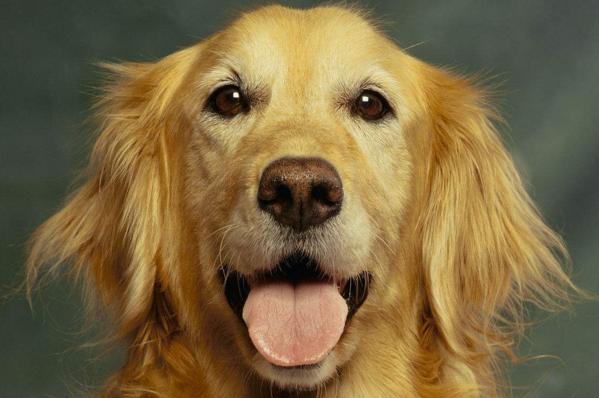 如何选一只好宠物狗,如何选到一只品种好的狗