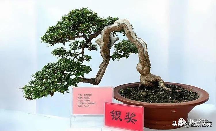 桩景类树种都有哪些,100种常见景观树种