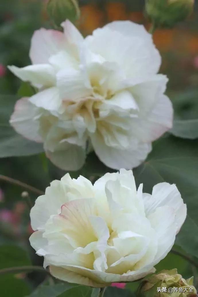 一至十二月的花期,12月到2月份的花期