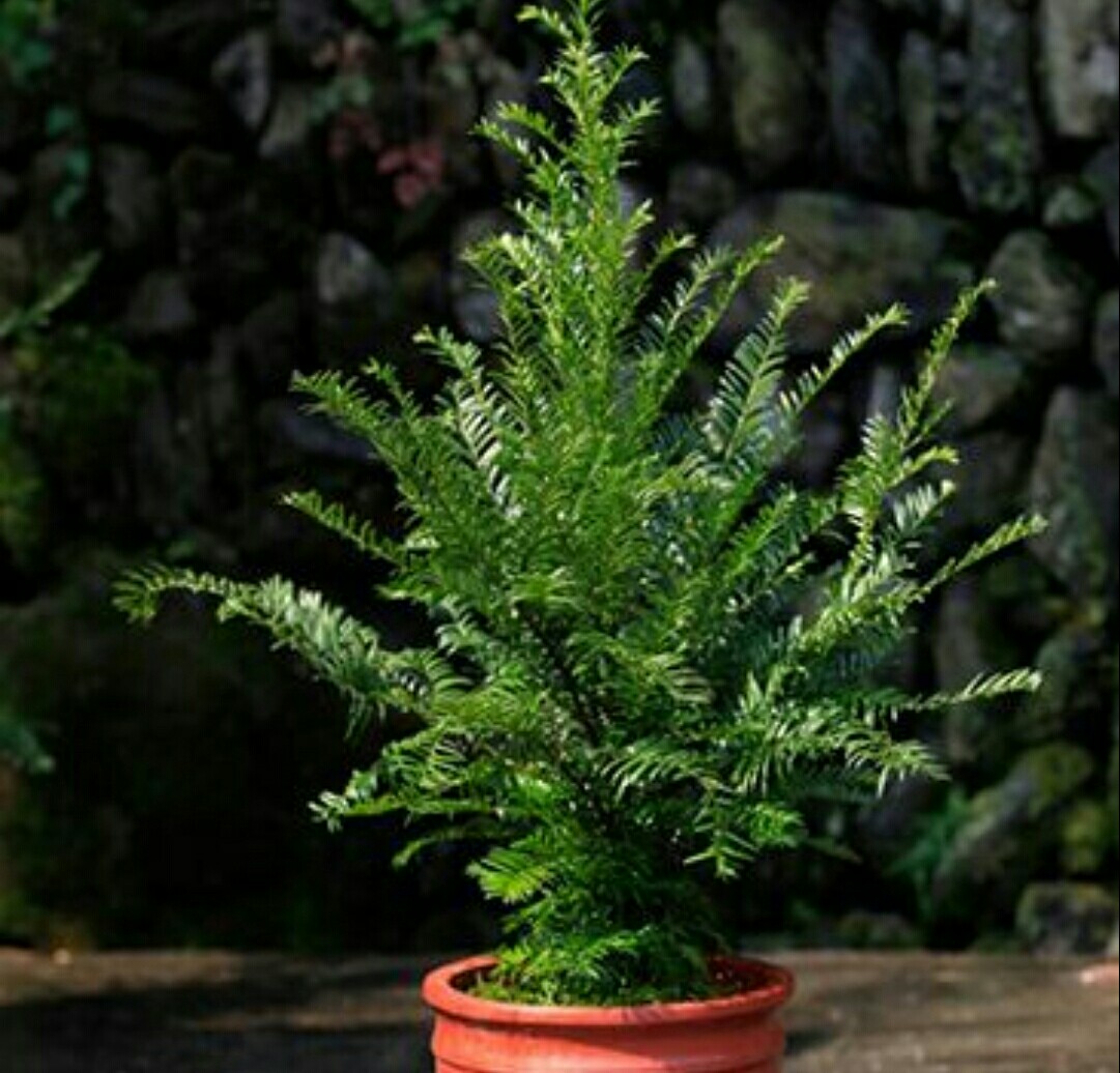 红豆杉黄叶原因及解决方法,家养发财树老黄叶怎么办