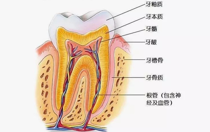 日本牙齿再生牙膏,牙齿咬东西酸软无力用什么牙膏