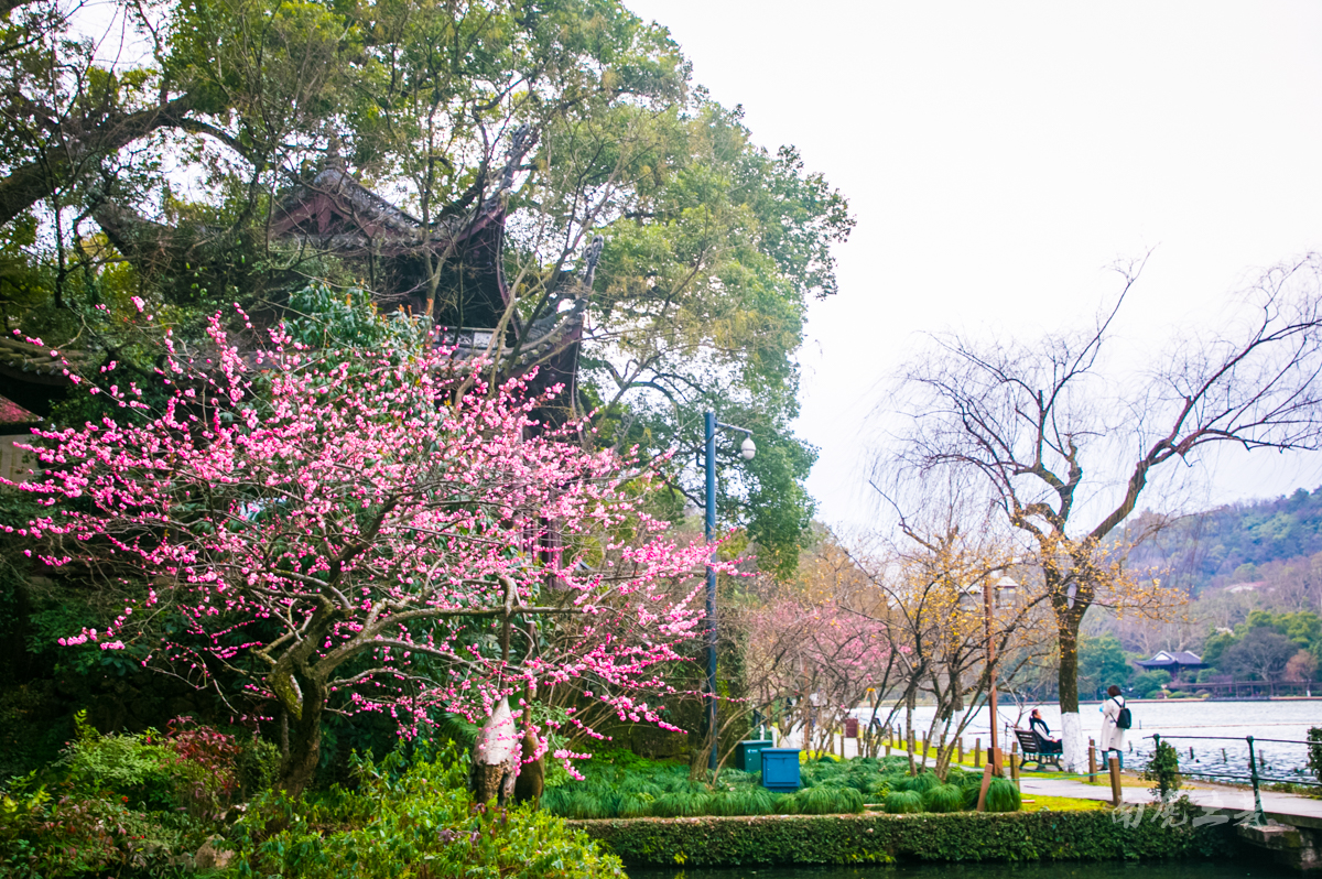 杭州西湖孤山梅花,杭州西湖赏梅花