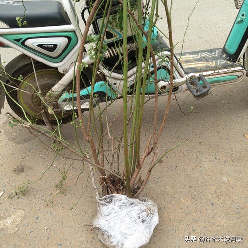 买到假月季苗怎么办,怎样网购月季不受骗