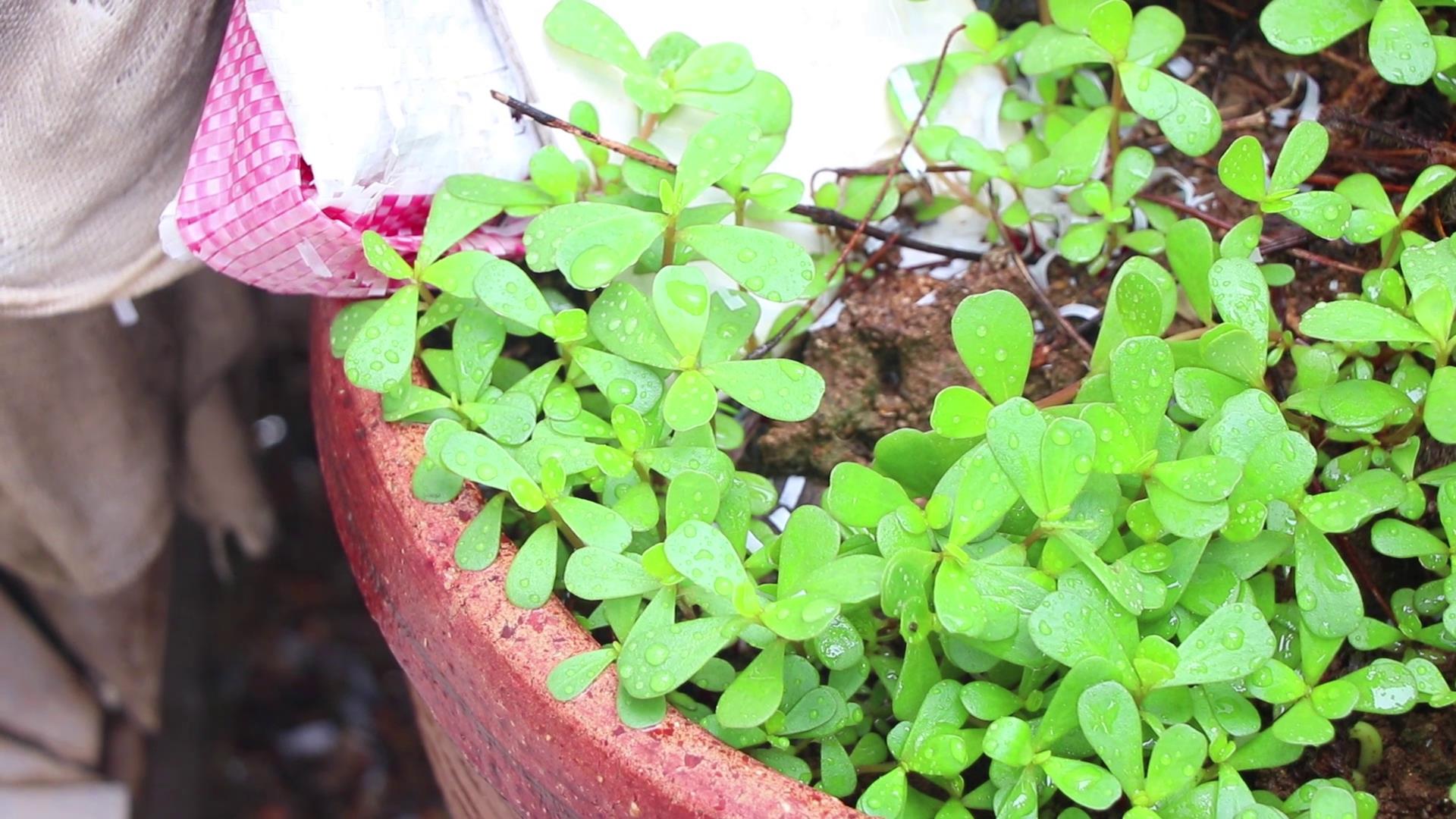 马齿苋怎么做才好吃又简单,马齿苋的家常做法怎么做更好吃