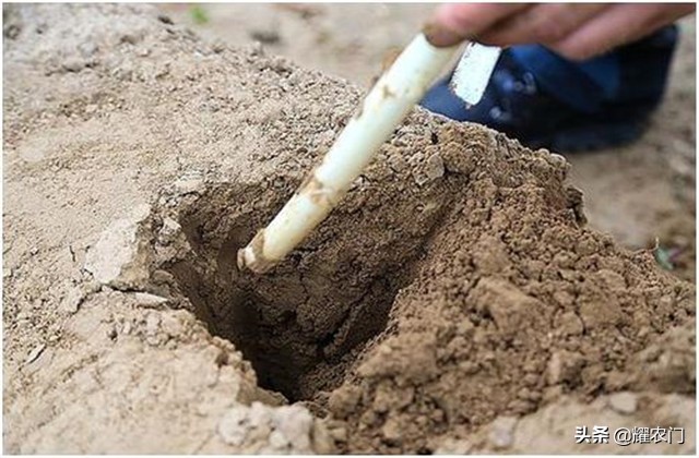 白芦笋的种植方法和时间,芦笋怎样种植比较好吃