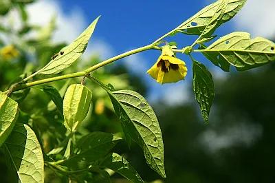 生物相册：姑娘还是菇茑？这水果，世界各地有39种