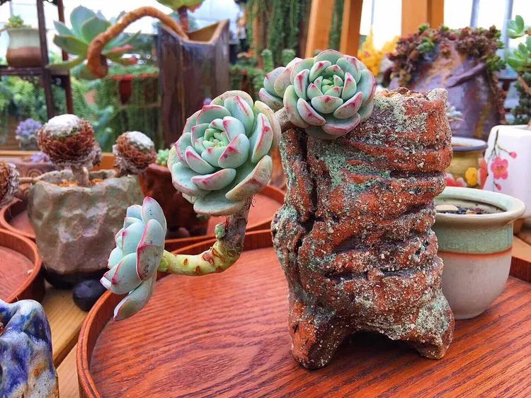 冬去春来，愿你无恙，疫情退去，养肉依旧！