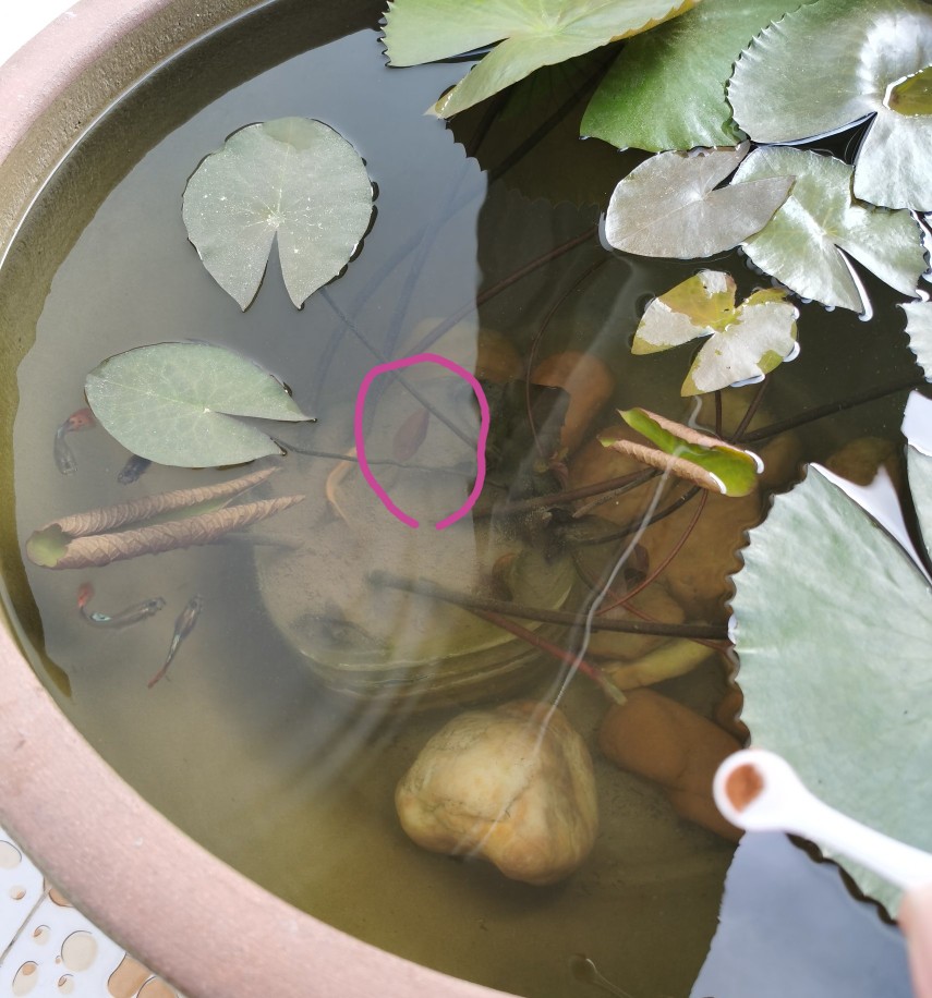 浅水缸养睡莲和鱼的方法,过滤陶缸养殖睡莲