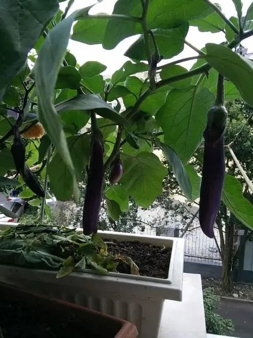 茄子虫害图片及症状,茄子虫害最佳治疗方法