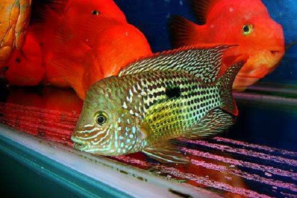 混养鱼的正确方法和注意事项,混养鱼注意些什么细节