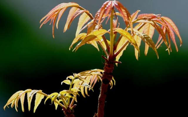 这种植物不但可以吃，车的珠子竟然可以和上等红木媲美